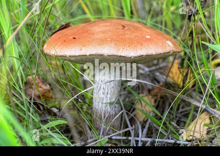 Mushroom Leccinum, known as orange boletus, in the tall grass in its natural environment. Stock Photo