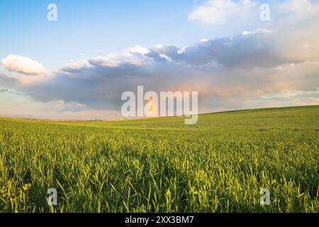 Fields of green wheat in the spring landscape, beautiful rainbow formed under thick clouds in the sky, green field of grass in the countryside Stock Photo