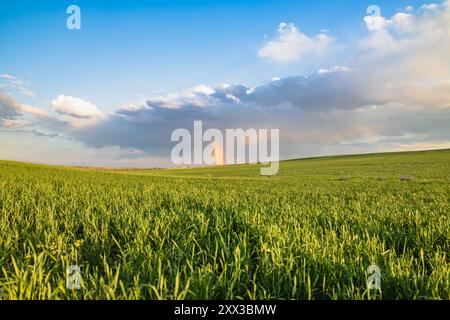 Fields of green wheat in the spring landscape, beautiful rainbow formed under thick clouds in the sky, green field of grass in the countryside Stock Photo