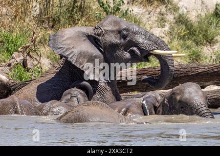 Elephants bathing, Tarangire National Park, Tanzania Stock Photo