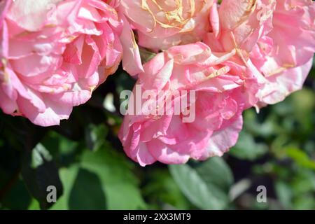 Beautiful and bright blooming spring, summer flowers. Pink curly rosebuds with green leaves and stems growing in the garden. Stock Photo