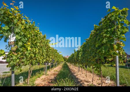 Vines at Anna Vineyard in village of Krośnice, near Milicz, Lower Silesian Voivodeship, Poland Stock Photo