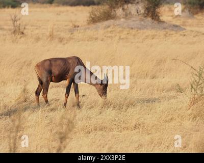 Tsessebe, a large antelope of southern Africa, here photographed in Botswana where there has been a significant decline in numbers. Stock Photo