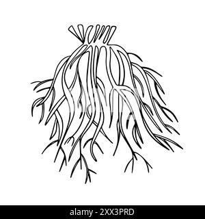 Vector isolated illustration of the fibrous root system on a white background. Stock Vector