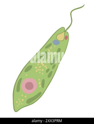 Vector isolated illustration of Euglena green on a white background. Stock Vector