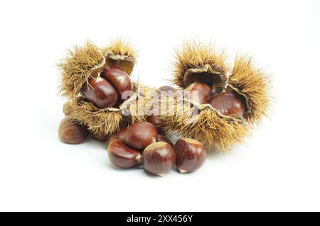 Fresh raw chestnuts isolated on white background, Chestnut with thorny branch Stock Photo
