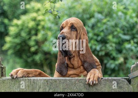 bloodhound dog, looking over a gate, with paws on the gate Stock Photo