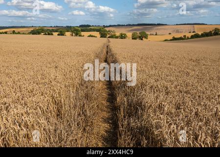 Footpath running through field of golden wheat in arable landscape, East Garston, Berkshire, England, United Kingdom, Europe Stock Photo