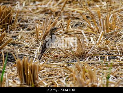 Graceful and grounded: The Paddyfield Pipit thrives in the open grasslands and fields of the Indian subcontinent, Stock Photo