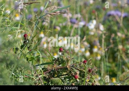 Raspberries (Rubus Idaeus) & Cleavers, or Goosegrass, (Galium Aparine) Growing in the Margins of a Field with Other Wild Flowers (Phacelia, Camomile) Stock Photo