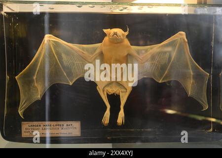 A Greater Bulldog Bat (Noctilio leporinus mastivus) preserved in alcohol at the Natural History Museum in London Stock Photo