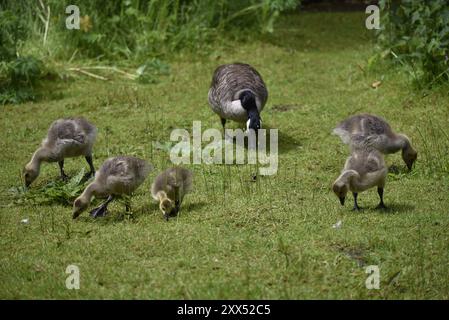 Canada Geese (Branta canadensis) Family of 5 x Gosling with Parents, Feeding on Short Grass in a UK Park on a Sunny Day in June Stock Photo