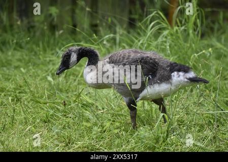 Left-Profile Close-Up Image of a Juvenile Canada Goose (Branta canadensis) Walking Right to Left in Foreground of Image on Grass, taken in the UK Stock Photo