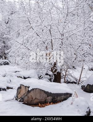 Landscape with snow capped tree at Oak Creek Canyon in Sedona, Arizona, United States. Stock Photo