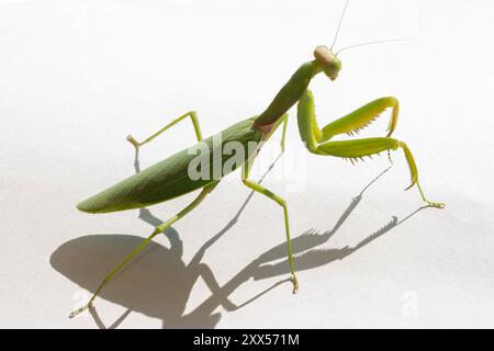 Italy, Lombardy, Close-up Praying Mantis Stock Photo