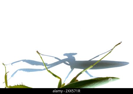 Italy, Lombardy, Close-up Praying Mantis Shadow Stock Photo