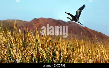 A Great Blue Heron takes flight from a pond about the Clark County Wetlands Park. Stock Photo