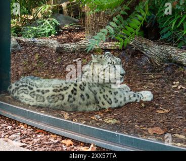 Leopard in captivity, Paris, France Stock Photo