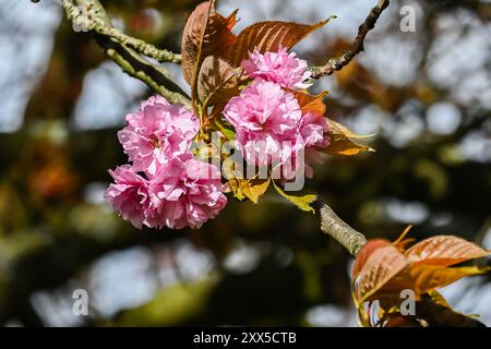London, UK, 24 March 2024: Springtime flowers and blossoms in London Stock Photo