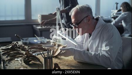Senior paleoanthropologist in gloves and lab coat examines prehistoric ...