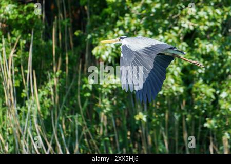 A great blue heron (Ardea cinerea) flies above a lake while searching for food on a sunny day Stock Photo