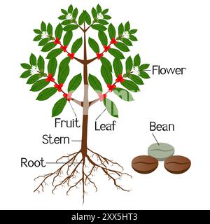 The illustration shows part of the coffee plants. Stock Vector
