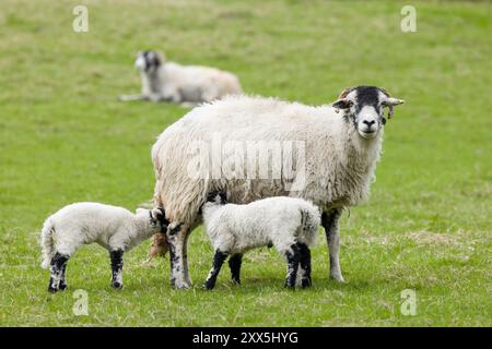 Baby lambs suckling from their mother. Sheep farming, UK Stock Photo