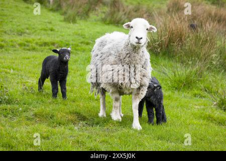 White Herdwick sheep with black lambs in a field in English countryside. Lake District, Cumbria, UK Stock Photo