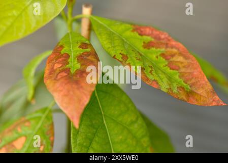 Sick Avocado Persea americana plant with leaves turning brown close up detail Stock Photo