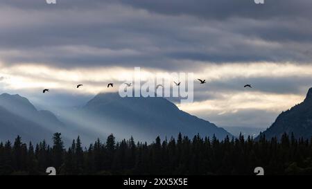 Flock of Greater White-fronted Geese (Anser albifrons) in the sunset at Brown Bear Bay - Chinitna Bay, near Lake Clark National Park and Preserve, Ala Stock Photo