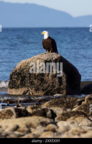 Bald eagle (Haliaeetus leucocephalus) at Kachemak Bay - Homer, Alaska Stock Photo