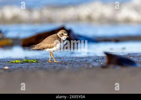 Semipalmated Plover (Charadrius semipalmatus) non-breeding plumage at Bishop's Beach - Homer, Alaska Stock Photo