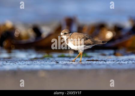 Semipalmated Plover (Charadrius semipalmatus) non-breeding plumage at Bishop's Beach - Homer, Alaska Stock Photo