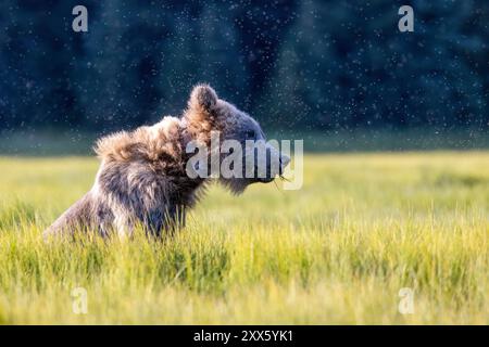 Radio-collared Coastal Brown Bear - Chinitna Bay, near Lake Clark National Park and Preserve, Alaska Stock Photo
