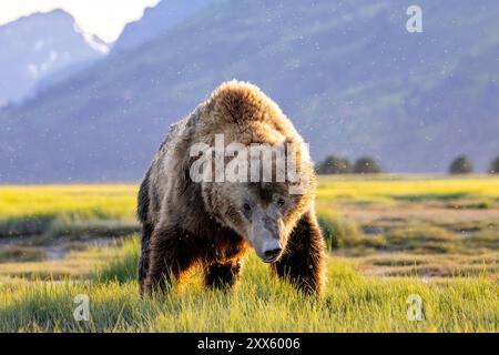 Close-up portrait of Coastal Brown Bear - Brown Bear Bay, Chinitna Bay, near Lake Clark National Park and Preserve, Alaska Stock Photo