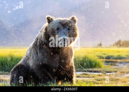 Close-up portrait of Coastal Brown Bear - Brown Bear Bay, Chinitna Bay, near Lake Clark National Park and Preserve, Alaska Stock Photo
