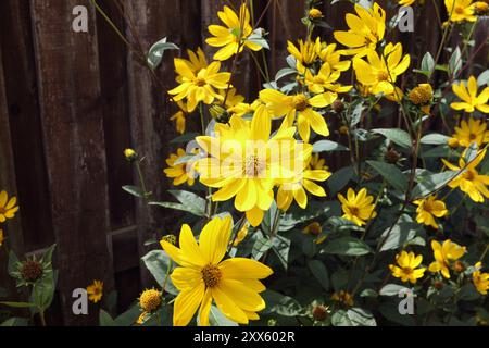 Helianthus Lemon Queen - Yellow Flowers in bloom Stock Photo