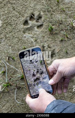 Coastal Wolf (Canis lupus) tracks at Brown Bear Bay, Chinitna Bay, near Lake Clark National Park and Preserve, Alaska Stock Photo