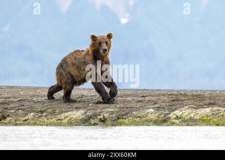 Coastal Brown Bear - Brown Bear Bay, Chinitna Bay, near Lake Clark National Park and Preserve, Alaska Stock Photo