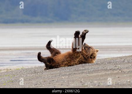 Funny image of Coastal Brown Bear stretching and scratching itself on the beach - Brown Bear Bay, Chinitna Bay, near Lake Clark National Park and Pres Stock Photo