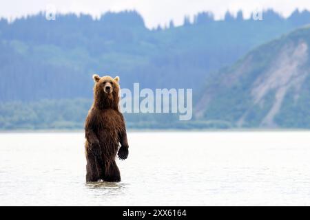 Coastal Brown Bear standng upright on hind legs looking for salmon - Brown Bear Bay, Chinitna Bay, near Lake Clark National Park and Preserve, Alaska Stock Photo