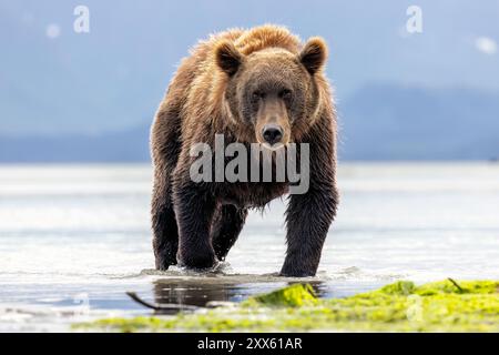 Head on view of Coastal Brown Bear - Brown Bear Bay, Chinitna Bay, near Lake Clark National Park and Preserve, Alaska Stock Photo