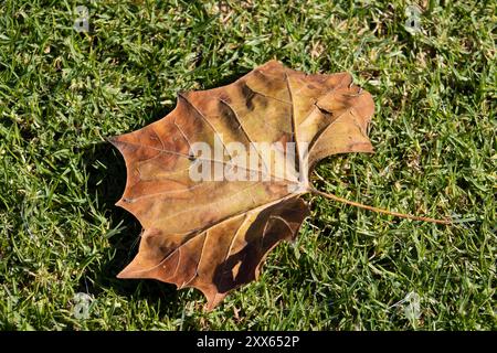 autumn leaf fallen onto grass Stock Photo