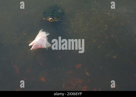 Close Isolated overhead view of a red pink fish head cut off floating on top of calm water.  Turtle head pops up. Reflections of the sun.  Mouth open Stock Photo