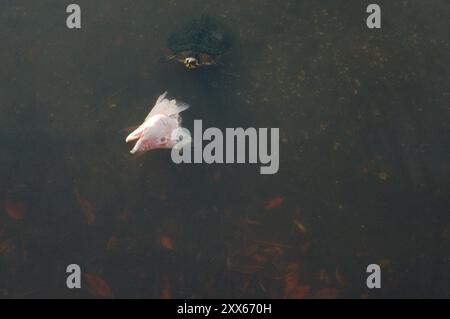 Close Isolated overhead view of a red pink fish head cut off floating on top of calm water.  Turtle head pops up. Reflections of the sun.  Mouth open Stock Photo