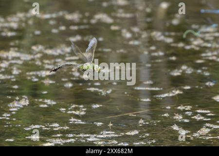 Emperor dragonfly (Anax imperator) adult female insect flying over the water of a pond, Suffolk, England, United Kingdom, Europe Stock Photo