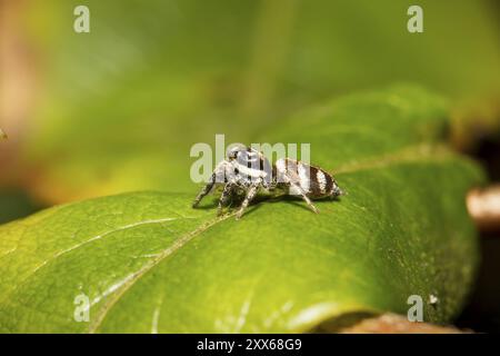 Zebraspringspinne, Salticus scenicus, zebra back spider Stock Photo