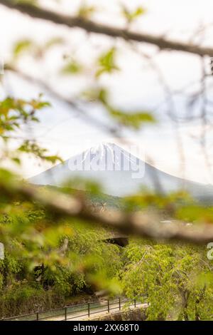 Mount Fuji rises behind budding branches, captured through natural framing in a serene spring scene. Tokyo, Japan Stock Photo