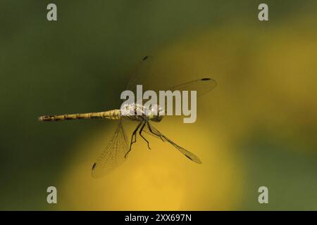 Close-up of a Black-tailed Skimmer (Orthetrum cancellatum), female, in flight against a blurred background of green and yellow tones, Hesse, Germany, Stock Photo