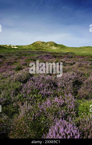 Heather in the dunes, Amrum, North Frisian Islands, Schleswig-Holstein, Germany, Europe Stock Photo